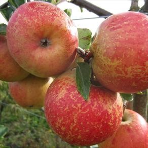 Image of 'Bright Future' variety slightly russeted red apples growing on a branch of an apple tree.