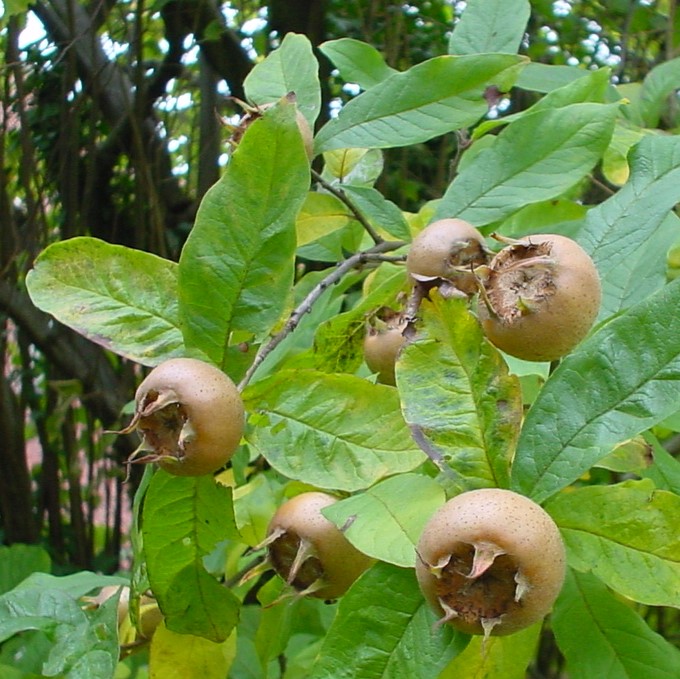 Image of plump brown medlar fruit growing on a medlar tree, with large, green leaves